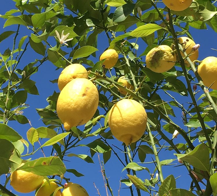 Wonderful lemon fruit