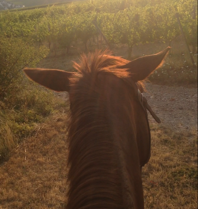 The red halter (part 2)