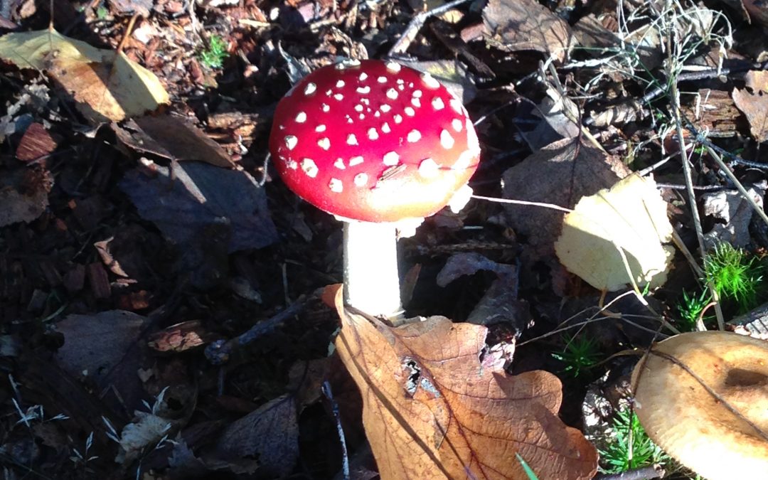 Picking mushrooms