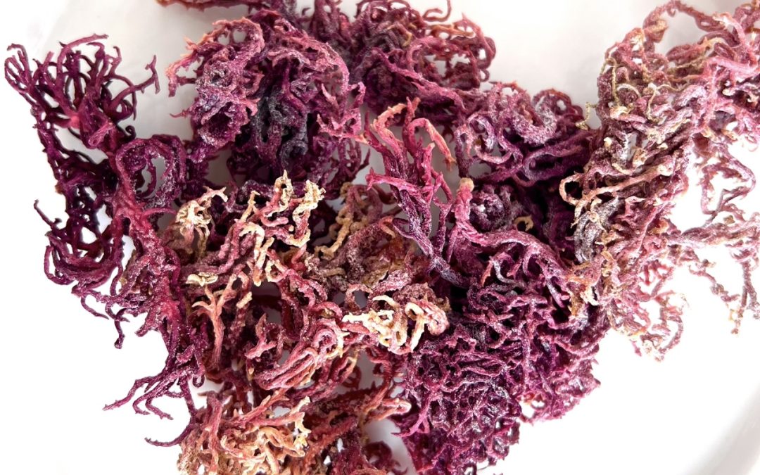 Gifts from the sea..